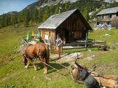 Hüttenbelieferung - Kurierservice mit Pferdekraft