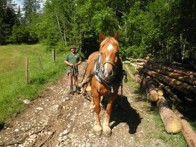 Holzrücken mit Pferd