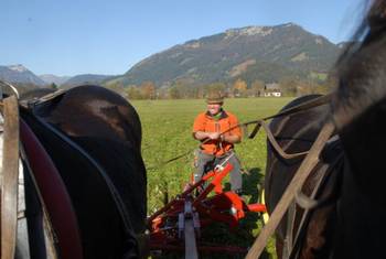 Grünflächenpflege mit Pferdekraft